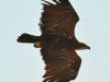 Самка степного орла слетела с гнезда. Окольцевали два птенца. Казахстан 2013 г.
