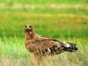 Молодой степной орел, Казахстан 2013 г.