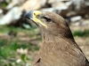 Самец степного орла, зоопарк г. Шимкент, Казахстан 2011 г.