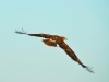 Степной орел, Казахстан 2013 г.