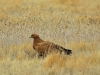 Степной орел, Казахстан 2013 г.
