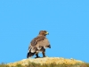Степной орел, Казахстан, 2013 г.