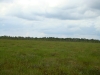 На болоте высота сосен в основном до 3-4 метров
