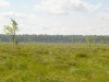Мелколиственные леса окружают болото
