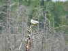 В колонии сизые чайки любят отдыхать на деревьях