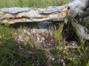 Под поваленным деревом гнездо дербника на земле (фото В. Домбровского)