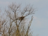 Старое гнездо ворона расположено на дереве в лесополосе