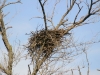 Это гнездо облюбовала самка сокола по имени Thea, помеченная птенцом на западе Румынии в 2012 году