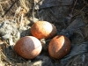 Кладка балобана из 3-х яиц типичной окраски