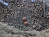 Гнездо балобана в старом гнезде ворона, в 100 метрах от ниши с установленным в прошлом году ящиком