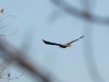 Молодий орлан у польоті, Кременчуцька ГЕС. Фото М. Борисенко
