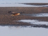 Дорослий орлан-білохвіст, Канівський заповідник. Фото В. Грищенко