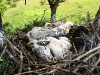 То самое гнездо с тремя птенцами, откуда пересадили птенца (также иллюстрация к последнему пункту интервью), 14.06.2008