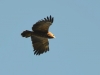 Малый подорлик в полете