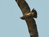 Малый подорлик в полете