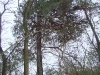Гнездовое дерево с установленной защитой от куниц до нанесения маскирующего покрытия
