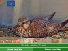 saker_falcon