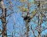 Рис. 5.2 Варианты расположения гнезд канюка на гнездовом дереве: гнездо на главном стволе (фото аторов)