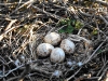 Рис. 6. Полная кладка канюка из 4 яиц. Балка Ольховая. 12.05.2007 г. (фото аторов)