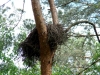 Брошенное гнездо канюка может облюбовать бородатая неясыть