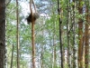 Брошенное гнездо канюка