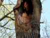 Крупные дупла в дубах относятся к излюбленным гнездовым убежищам серой неясыти