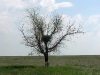 Гнездо курганника на одиноком дереве