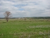 Долина р. Голубая (приток Дона), дерево с гнездом могильника в центре