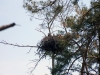 У этой пары орланов также три птенца, 2012 (М. Гаврилюк)