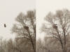 На наших глазах взрослый орлан прилетает в гнездо с рыбой, 23.11.2013 (Н. Борисенко)