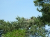 Снизу в этом гнезде виден один птенец, 2012 (М. Гаврилюк)
