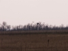 Лесопосадка с гнездом орлана (самка насиживает, самец сидит на соседнем дереве). 6.04.2012 г. Фото К. Рединова