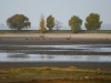 Скопление орланов-белохвостов на спущенном пруду. Фото А. Арапов