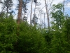 Гнездо среди зарастающей вырубки (окр. с. Худяки Черкасской обл., май 2010 г.)