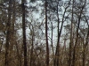 Гнездо в Михайловском лесу (Черкасская обл.) – в этих местах гнездование орланов известно с 1930-х гг. (апрель 2003 г.)