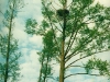Гнездо на ольхе среди болота (окр. с. Сухолучье Киевской обл., май 1998 г.)