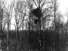 Гнездо орлана на тополе, нежилое. Под ним гнездо ворона (окр. с. Трахтемиров Черкасской обл., май 1995 г.)