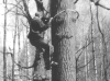 Восхождение на дерево (М. Гаврилюк, Киевская обл., апрель 1995 г.)