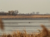 Группа орланов на спущенном пруду (Н. Борисенко)