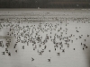 Тысячные скопления чаек на прудах (Н. Борисенко)