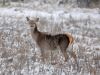 Самиця благородного оленя