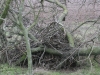 Гнездо орлана на спиленном дереве. Фото З. Петровича