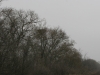 Гнездо орлана у Березанского лимана. Фото З. Петровича