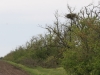 Гнездо орлана у Березанского лимана. Фото З. Петровича