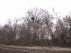 Гнездо орлана у с. Широколановка. Фото К. Рединова