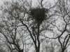 Жилое гнездо орлана у Березанского лимана. Фото З. Петровича
