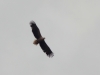 Взрослый орлан-белохвост в полете. Фото К. Письменного