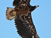 Молодой орлан-белохвост с металлическим кольцом на правой лапе