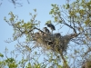 Птенцы серой цапли в ожидании прилета родителей с кормом (фото из окна офиса Ровенского ПЗ)