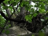 Гнездо большого подорлика на Ольманских болотах, территория Украины